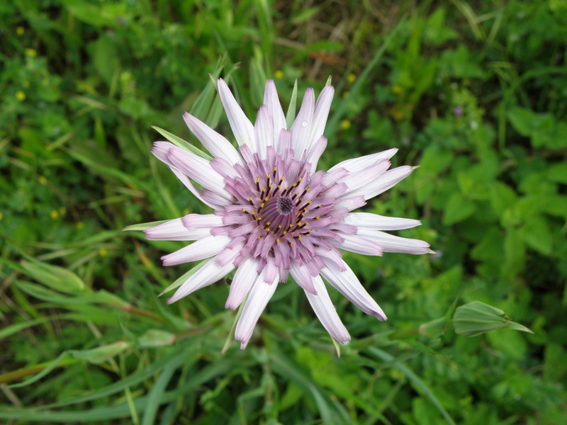 (Sardegna) - Tragopogon porrifolius